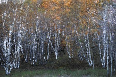 Autumn of white birch