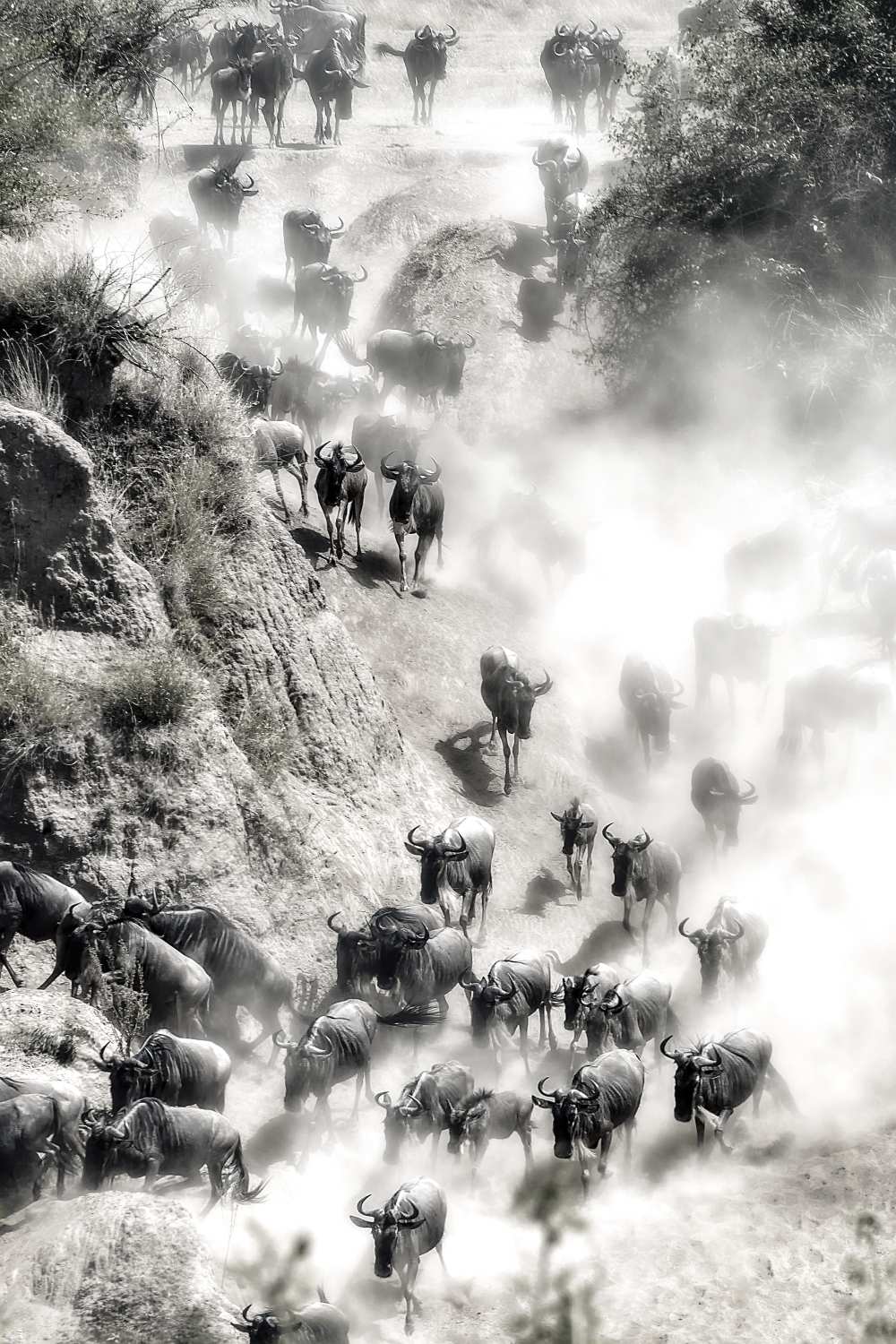 Great Migration from Hua Zhu