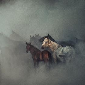 The lost horses