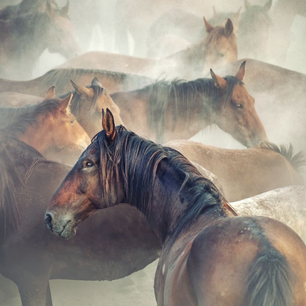 Tired Horses from Hüseyin Taskin