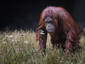 Orang-utan with Butterfly.