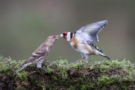 Redpoll with Goldfinch