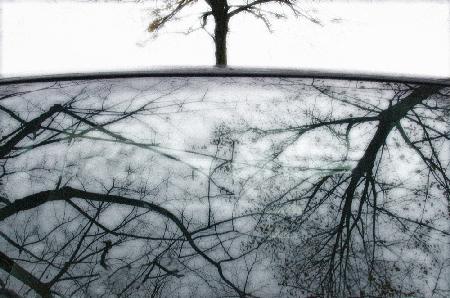 Tree-reflection # 02