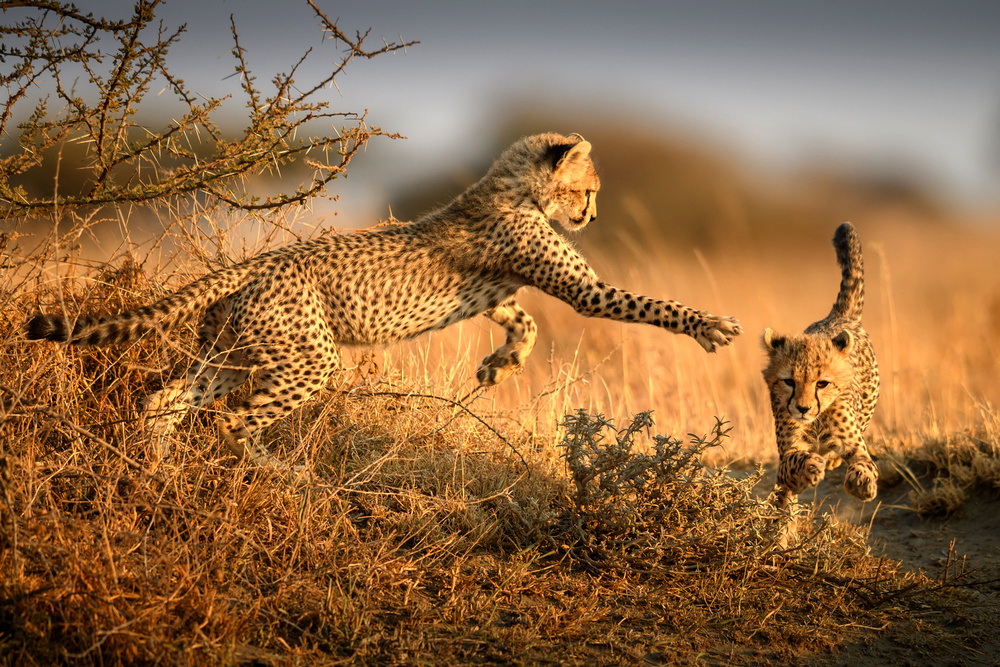 Two cheetahs in the morning light from Hung Tsui
