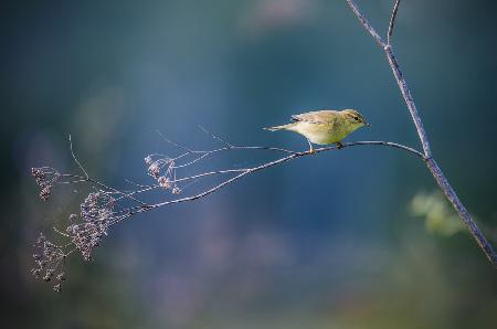 Willow Warbler