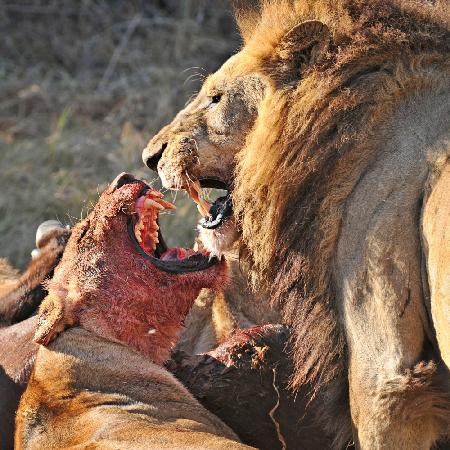 LIONS FIGHT