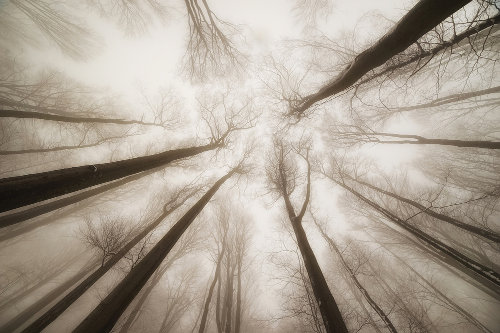 Treetops from Igor Tinak