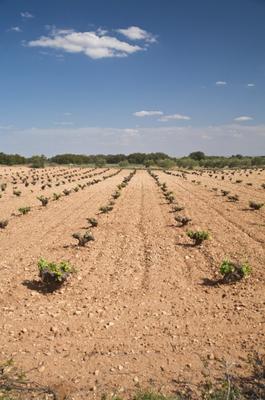 big cultivation from Iñigo Quintanilla