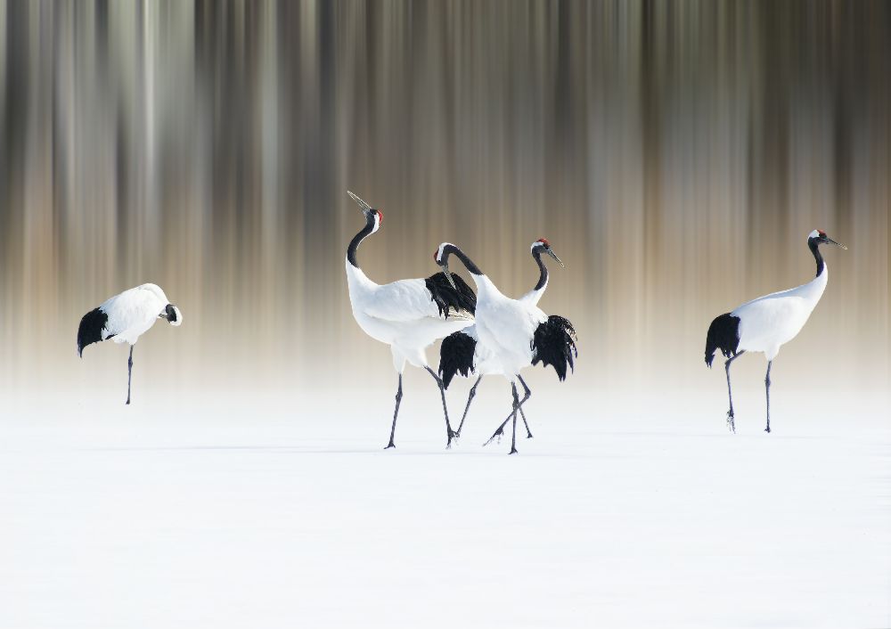 Red-crested white cranes from Ikuo Iga