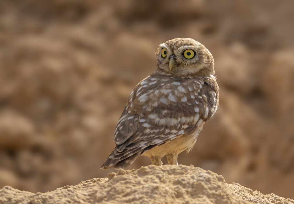 Little Owl from ilan