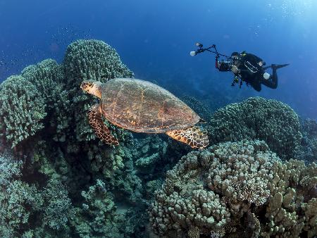 Turtle and a photographer