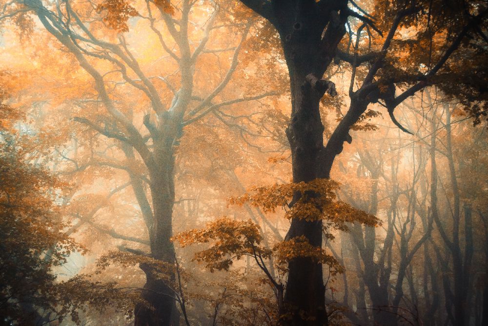Reverse and Forward from Ildiko Neer