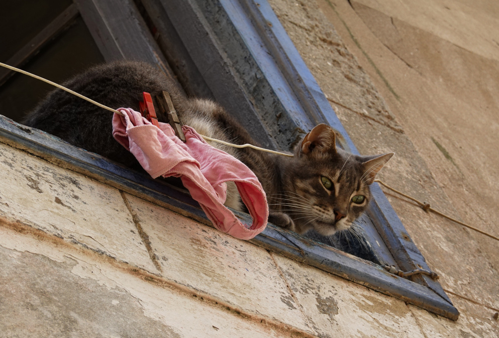 Pink Underwear Cat, Essaouira, Morocco from Imad Durra