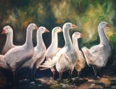 Geese from Ingeborg Kuhn