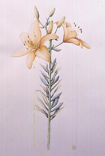 Orange Tiger Lily, 1995 (w/c)  from Iona  Hordern