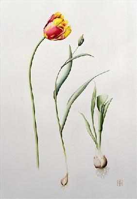 Parrot Tulip, 1995 (w/c) 