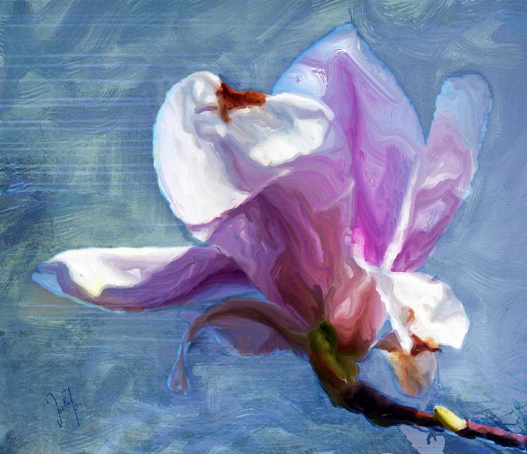 Magnolia blossom time from Georg Ireland