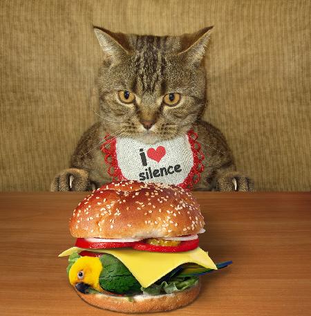 Cat and birdburger....