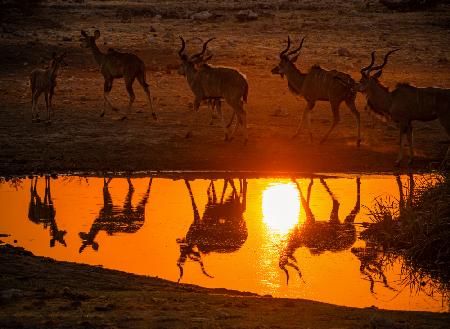 The Kudu at sunset drink