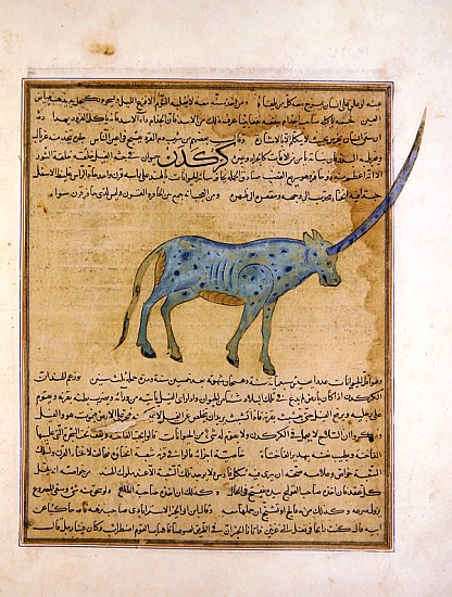 Ms E-7 fol.191b Rhinoceros, illustration from ''The Wonders of the Creation and the Curiosities of E from Islamic School
