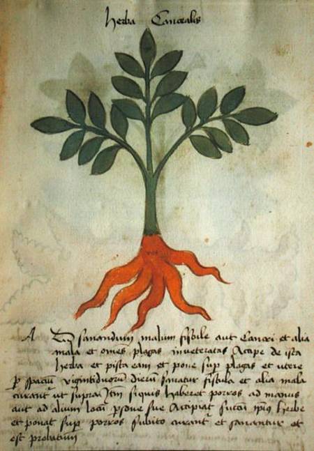 Ms 320 M fol.14r Herba Cancealis, from 'Liber Herbarius una cum rationibus conficiendi medicamenta' from Italian pictural school