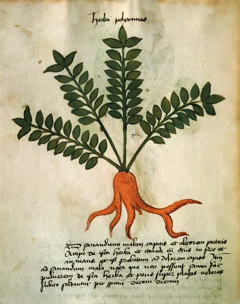 Ms 320 M Fol.31 Herba Poleximas, from 'Liber Herbarius una cum rationibus conficiendi medicamenta' b from Italian pictural school