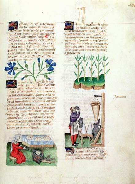 Ms Lat 993 L.9.28 Fol.142r Cornflowers, making pancakes, sugar cane and making sugar syrup, from 'Tr from Italian School, (15th century)