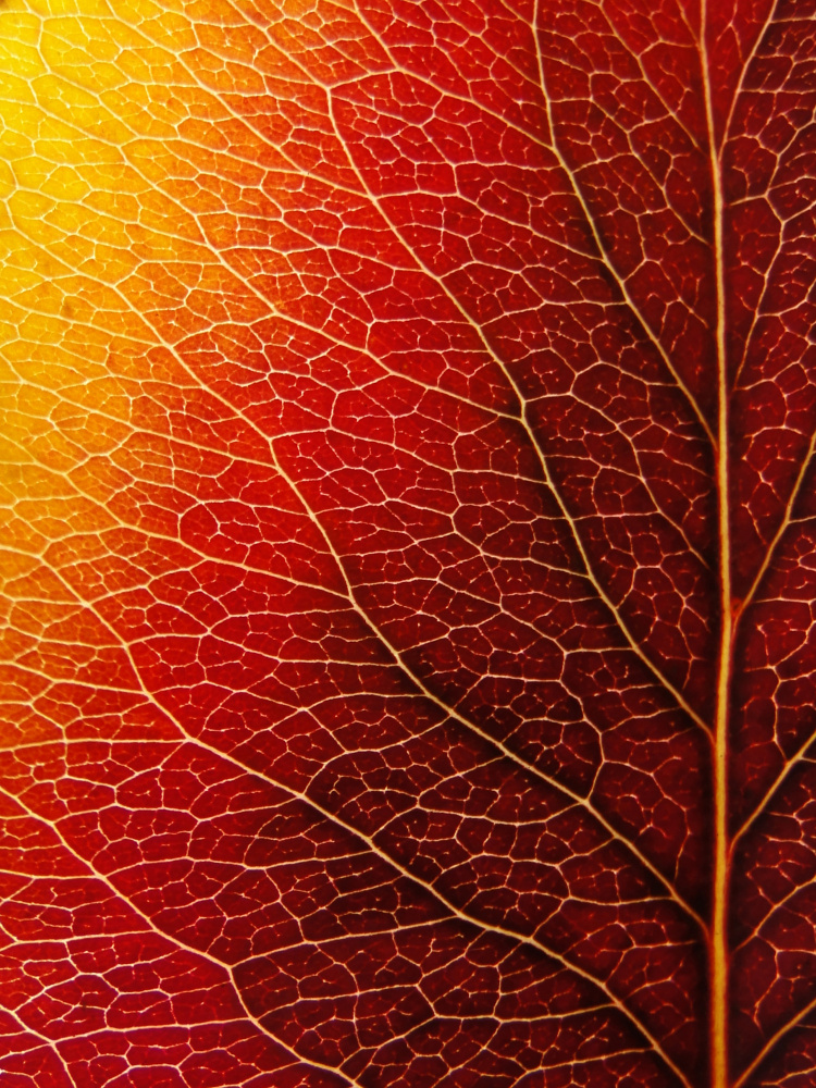 Autumn Leaf from Ivan Lesica