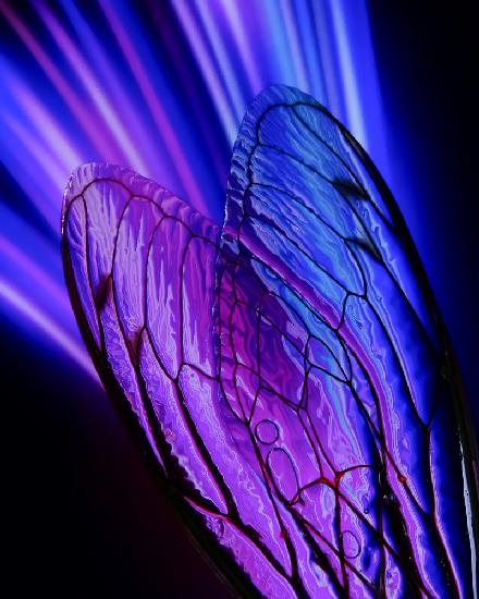 Cicada Wings Abstract