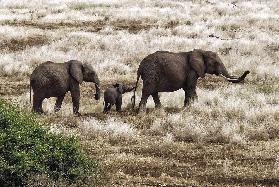 Elephant Family, Tanzania
