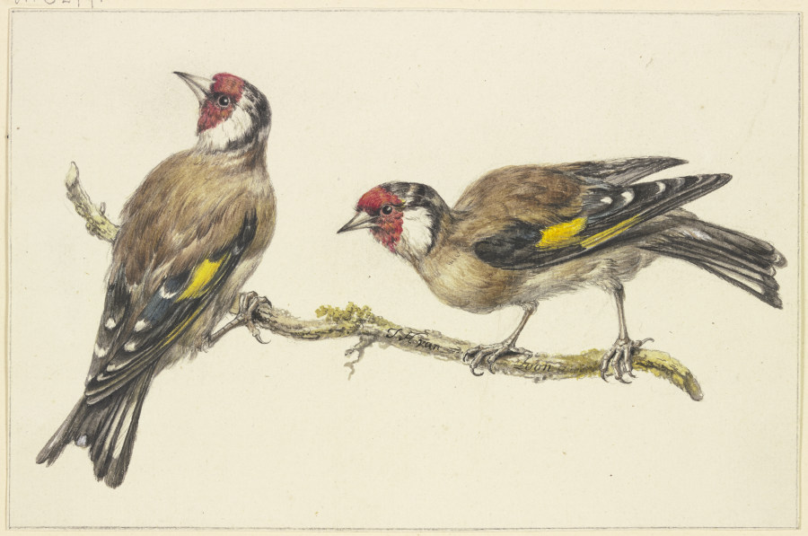 Two goldfinches from J. H. van Loon