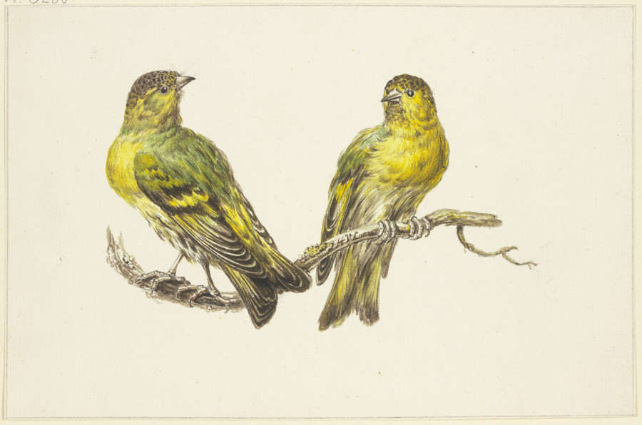 Two linnets from J. H. van Loon