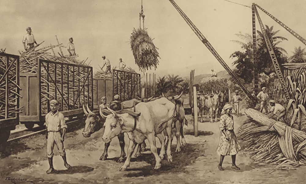 Loading sugar canes in Jamaica from J. Macfarlane