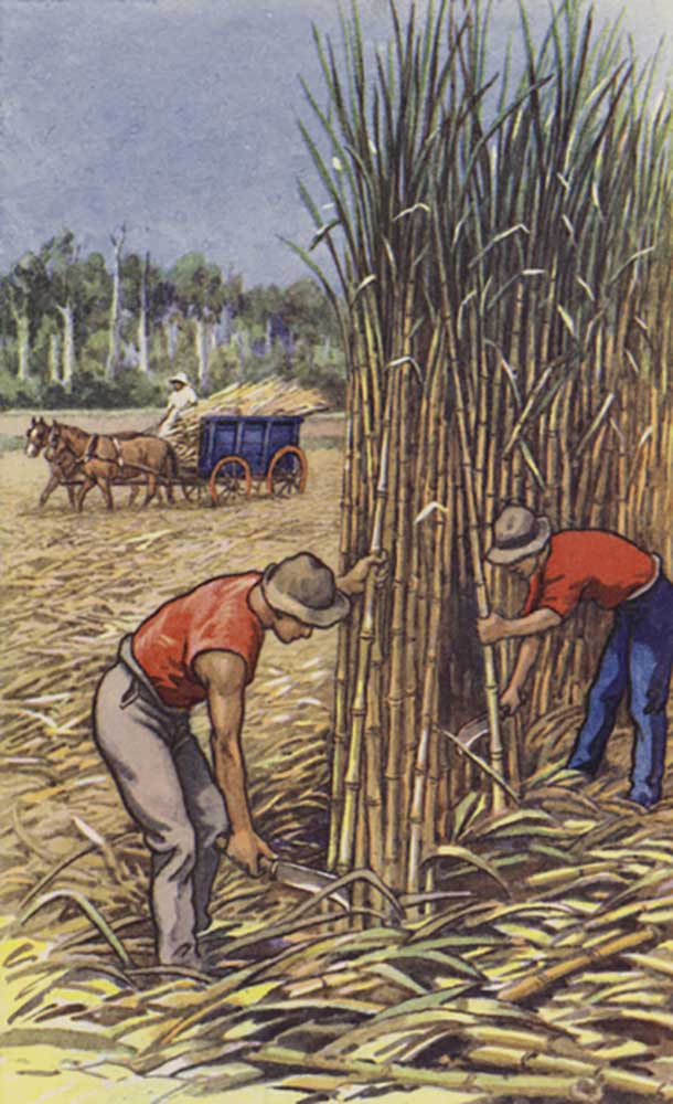 White men cutting sugar cane (Queensland) from J. Macfarlane