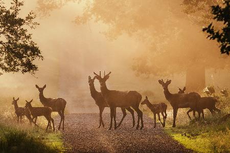Deer on path