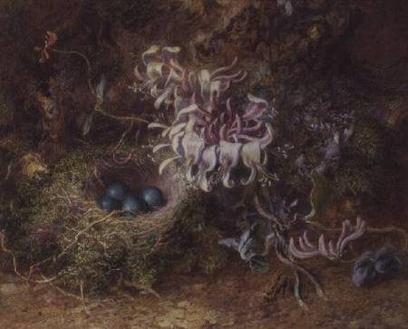 Bird's Nest and Honeysuckle from Jabez Bligh