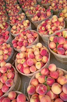 Bushels of Fresh Peaches from Jack Kunnen
