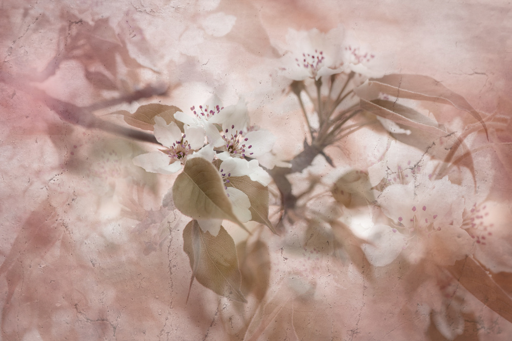 Blossom from Jacky Parker