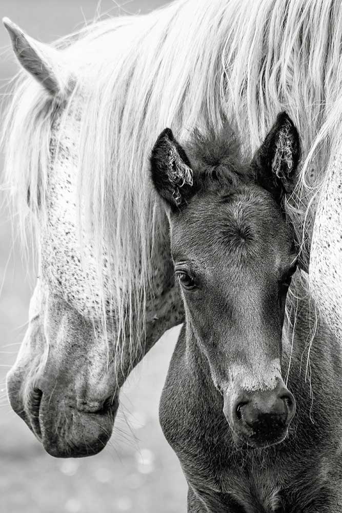 The Foal from Jacky Parker
