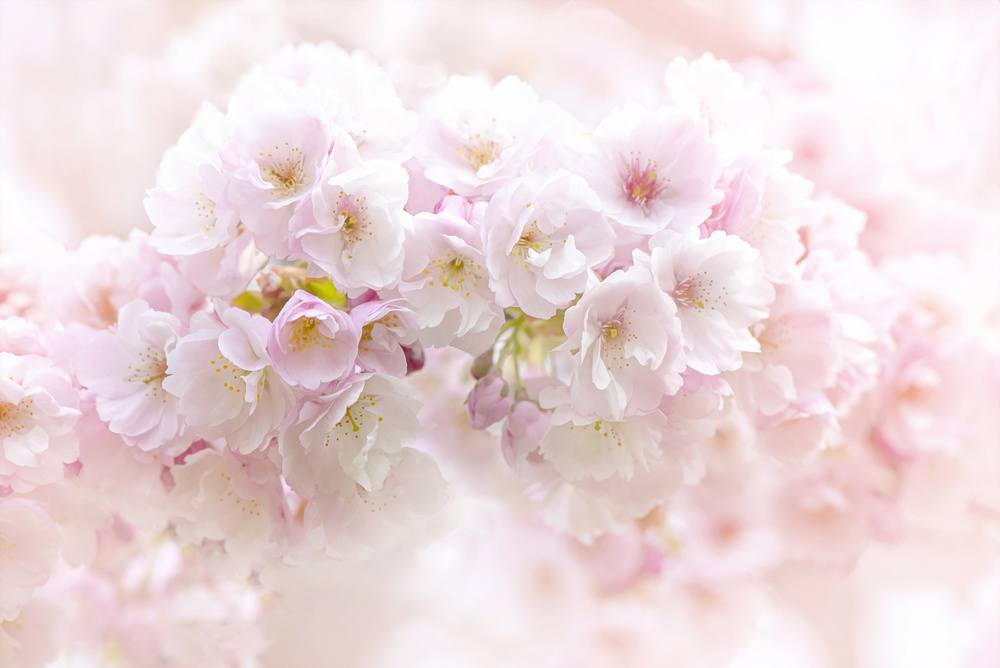 Spring Blossom from Jacky Parker