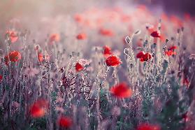 Poppy Meadow