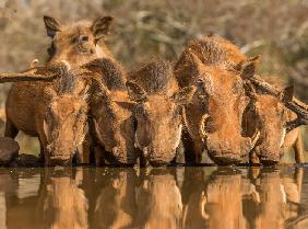 Warthog Family Reunion