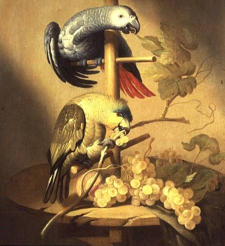 An African Grey and an Orange Winged Amazon Parrot on a Perch with Grapes from Jacob Fransz van der Merck