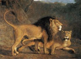 Lion and lioness in the Exeter Menagerie