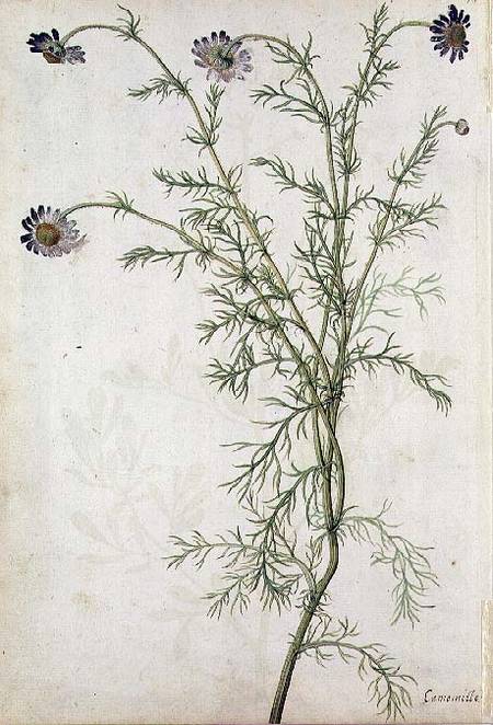 Chamaemelum nobile Allioni from Jacques Le Moyne