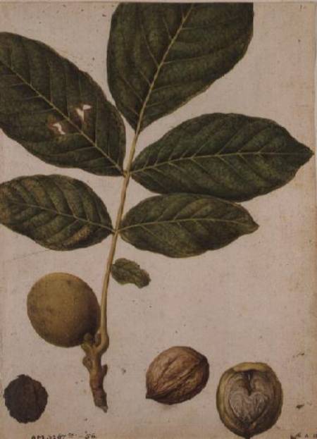 Walnut from Jacques Le Moyne