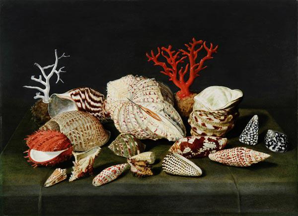 Still life with shells and corals