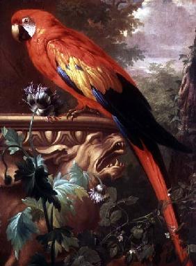 Scarlet Macaw in a Landscape