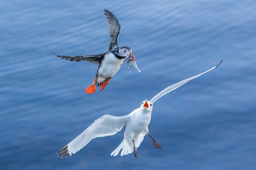 Seagull vs Puffin from James Bian
