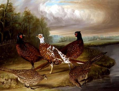 Pheasants by the River Wensum, Norfolk from James Blazeby